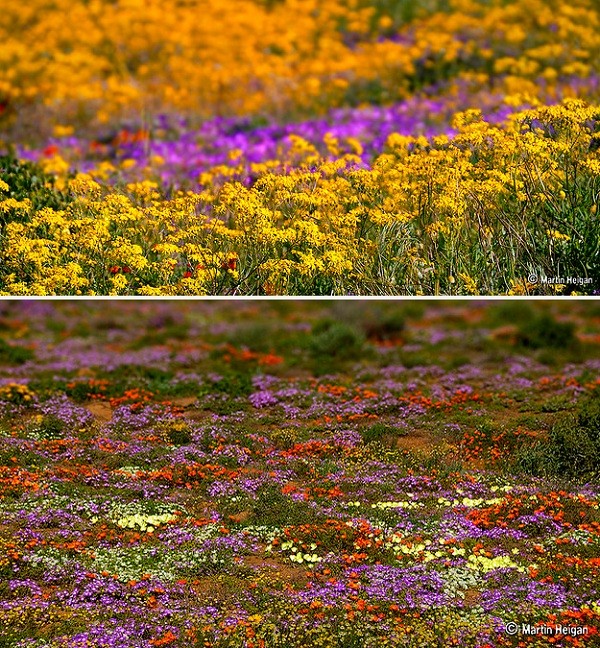 Đến châu Phi ngắm cảnh đẹp ngàn hoa cúc